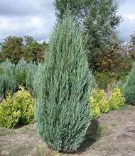    / Juniperus scopulorum Skyrocket