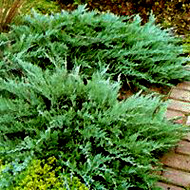    / Juniperus sabina Tamariscifolia