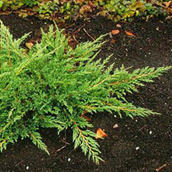     / Juniperus horizontalis "Prince of Wales"