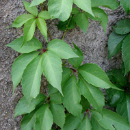    / Parthenocissus quinquefolia