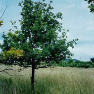   / Quercus robur